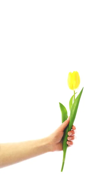 Donner la tulipe — Photo