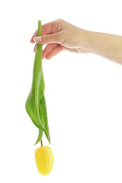 Dando tulipa — Fotografia de Stock