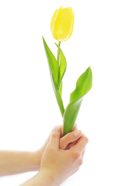 Giving tulip — Stock Photo, Image