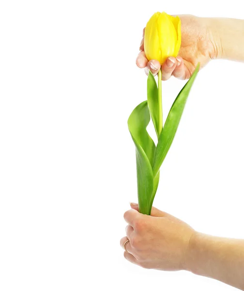 Dare tulipano — Foto Stock