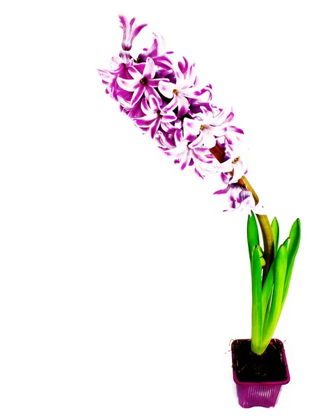 Hyacinthes — Zdjęcie stockowe