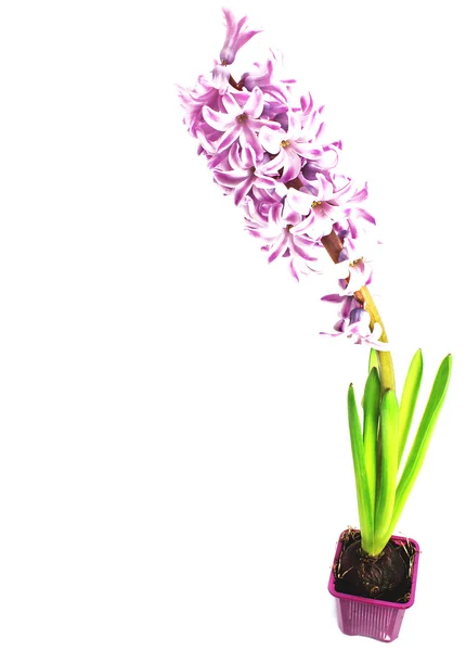 Hyacinthes — Zdjęcie stockowe