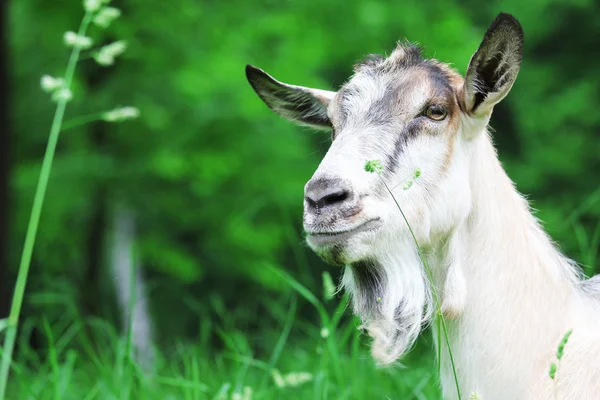 Goat on the nature — Stock Photo, Image