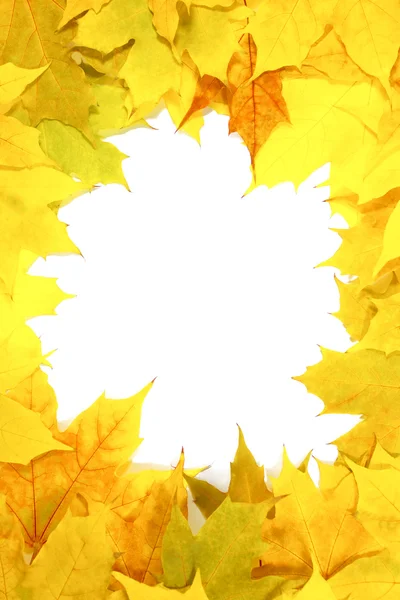 Autumn leaves frame — Stock Photo, Image