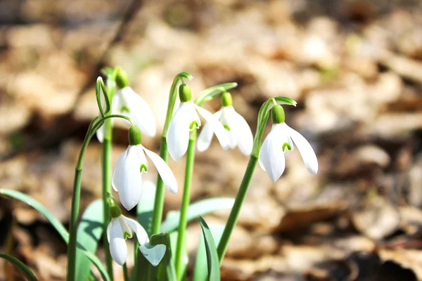 Våren är på väg — Stockfoto