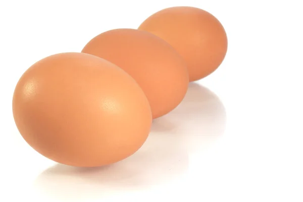 Huevo animal — Foto de Stock