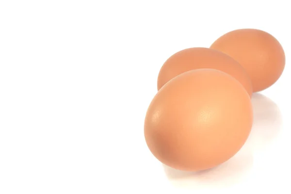 Huevo animal — Foto de Stock