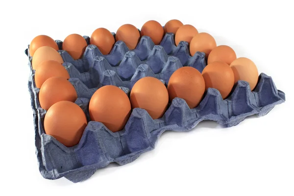 Анимальное яйцо — стоковое фото