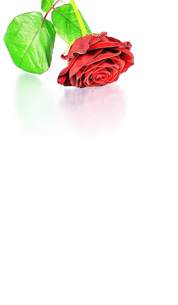 Изолированная красная роза — стоковое фото