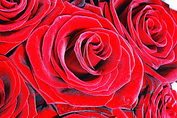 Roses rouges sur blanc — Photo