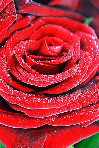 Roses rouges sur blanc — Photo