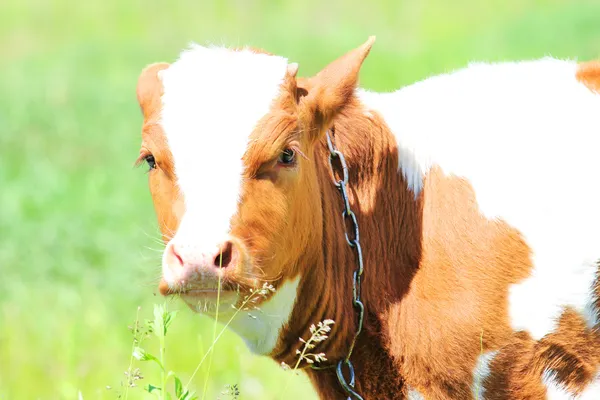 Little calf — Stock Photo, Image
