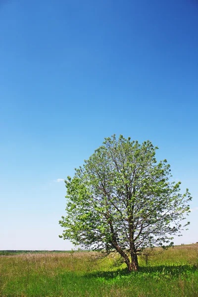 Tree of the field — Stock Photo, Image