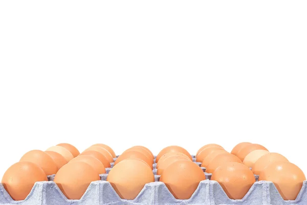 Hayvan yumurta — Stok fotoğraf