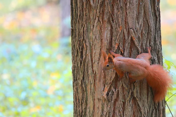 Squirrel in a tree — Stock Photo, Image