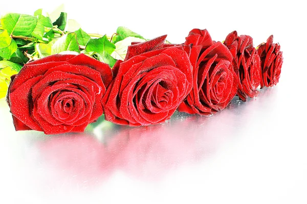 Red Roses on white — Stock Photo, Image