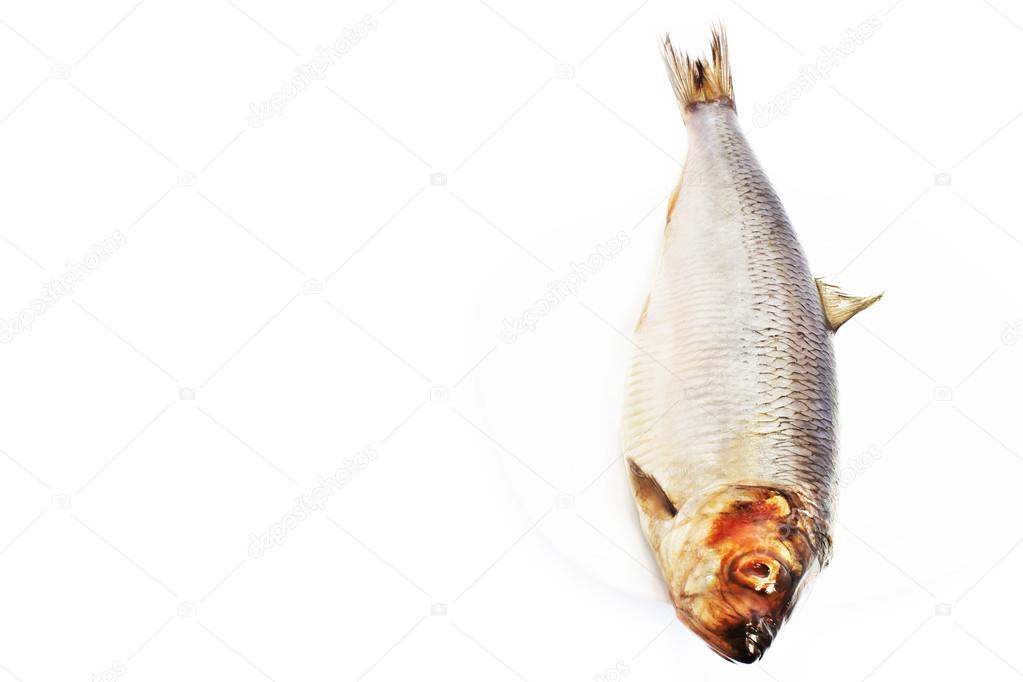 Fish herring