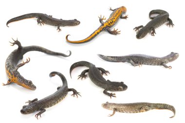 Newts
