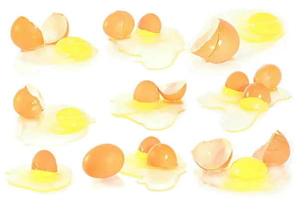 Dierlijke ei — Stockfoto