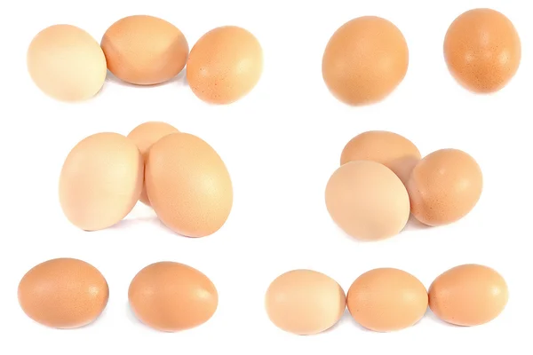 Animal Egg — Stock Photo, Image