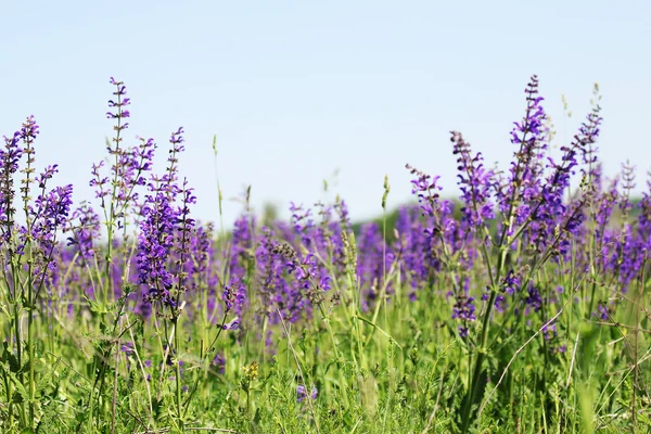 Purple flowers — Stock Photo, Image