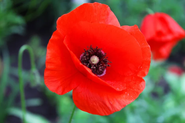 Red poppy flower — Stock Photo, Image