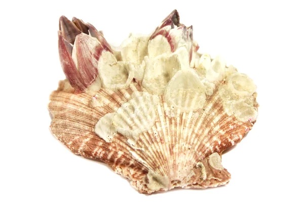 Sea shells — Stock Photo, Image