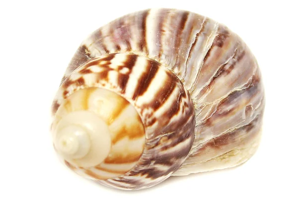 Sea shells — Stock Photo, Image