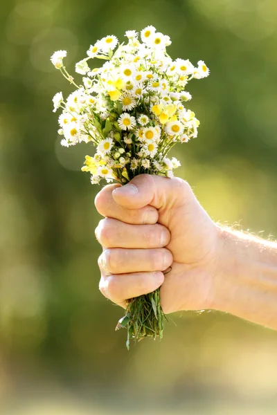 Flowers in hand on nature — Stock Photo, Image