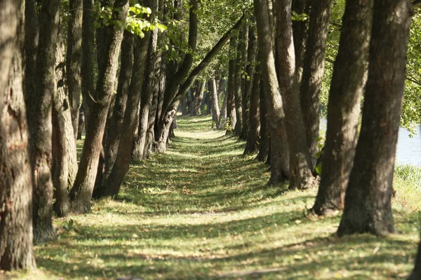 Des troncs d'arbres dans la nature — Photo