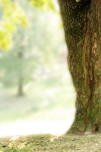 自然の中で木の幹 — ストック写真
