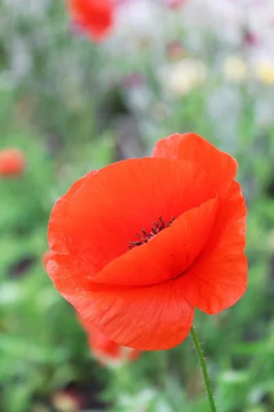 Red poppy flower — Stock Photo, Image