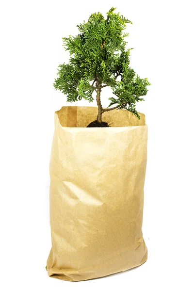 Geïsoleerde boom in het pakket — Stockfoto