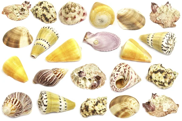 Sea shells — Stock Photo, Image