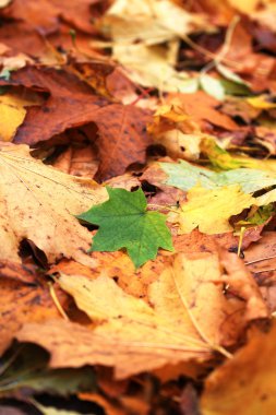 Sonbahar Yaprakları