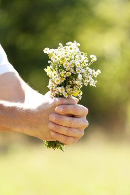 alan papatya çiçekler doğaya elinde