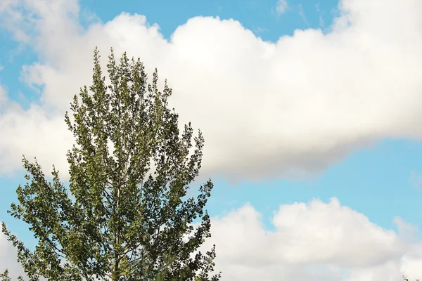 Tree and sky — Stock Photo, Image