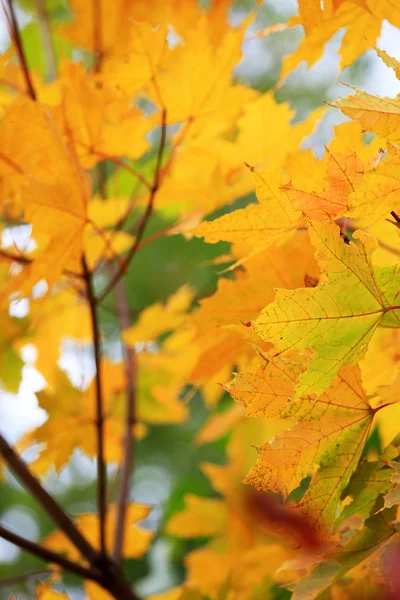 Herbstblätter — Stockfoto