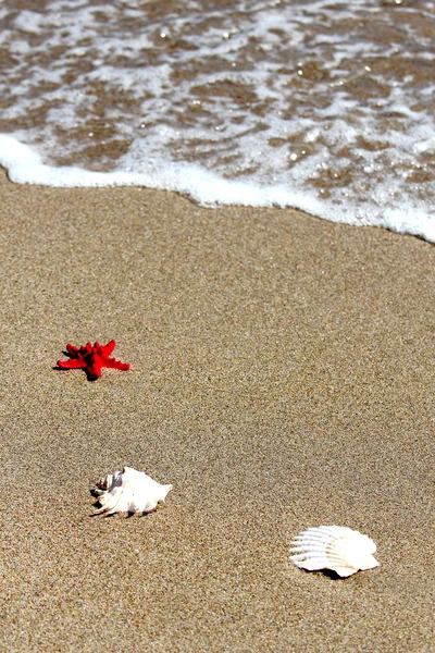 Coquilles sur la plage — Photo