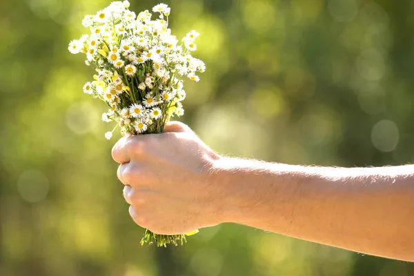 Πεδίο λουλούδια χαμομήλι στο χέρι την φύση — Φωτογραφία Αρχείου