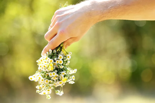 Kwiaty rumianku w swoje ręce — Zdjęcie stockowe