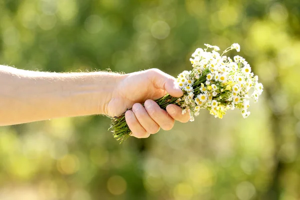 Kamilla virág a kezükben — Stock Fotó