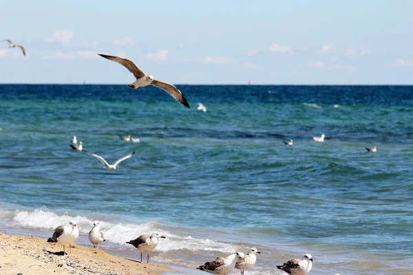 Seagulls flies over the sea — Stock Photo, Image