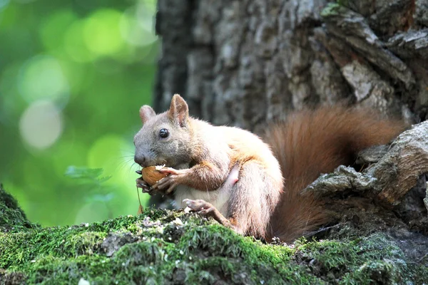 Eichhörnchen in einem Baum — Stockfoto