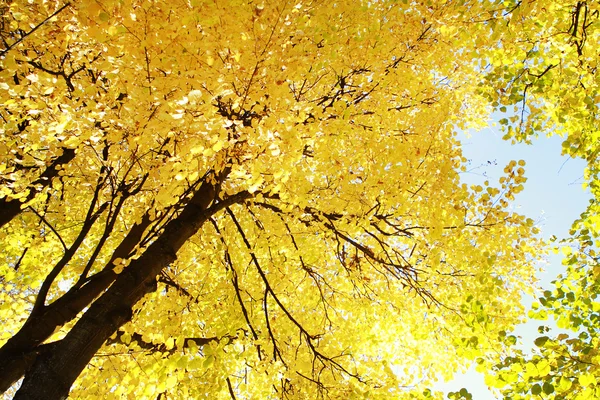 Herbstblätter — Stockfoto