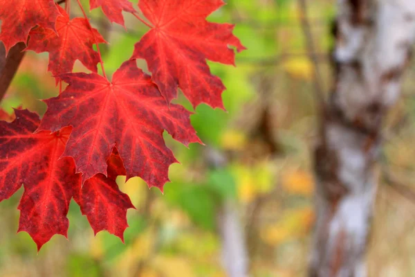 Hojas de otoño —  Fotos de Stock