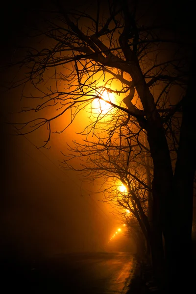 Árboles y camino de invierno en la noche —  Fotos de Stock