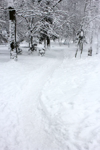 Floresta de Inverno — Fotografia de Stock