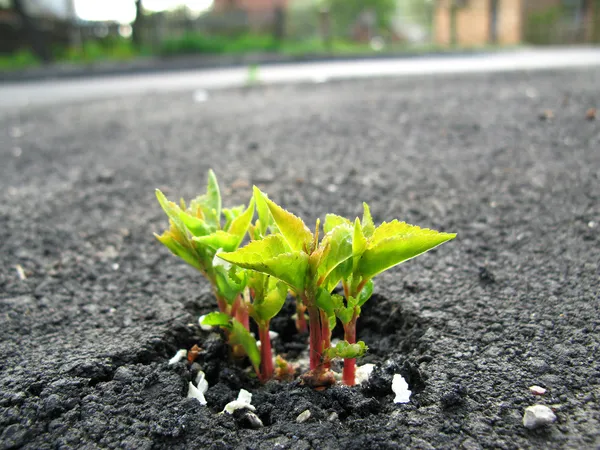 Young sprout makes the way through asphalt on city road — Stock Photo, Image