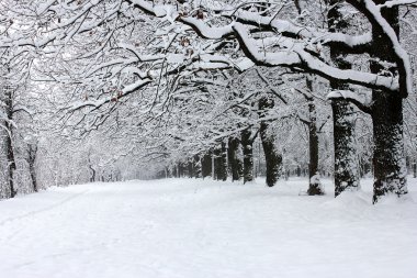 Park kar